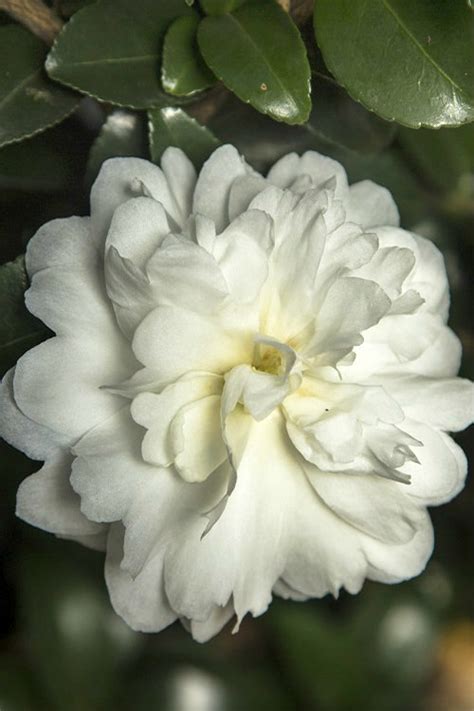 Ivory Camellias: A Delightful October Surprise